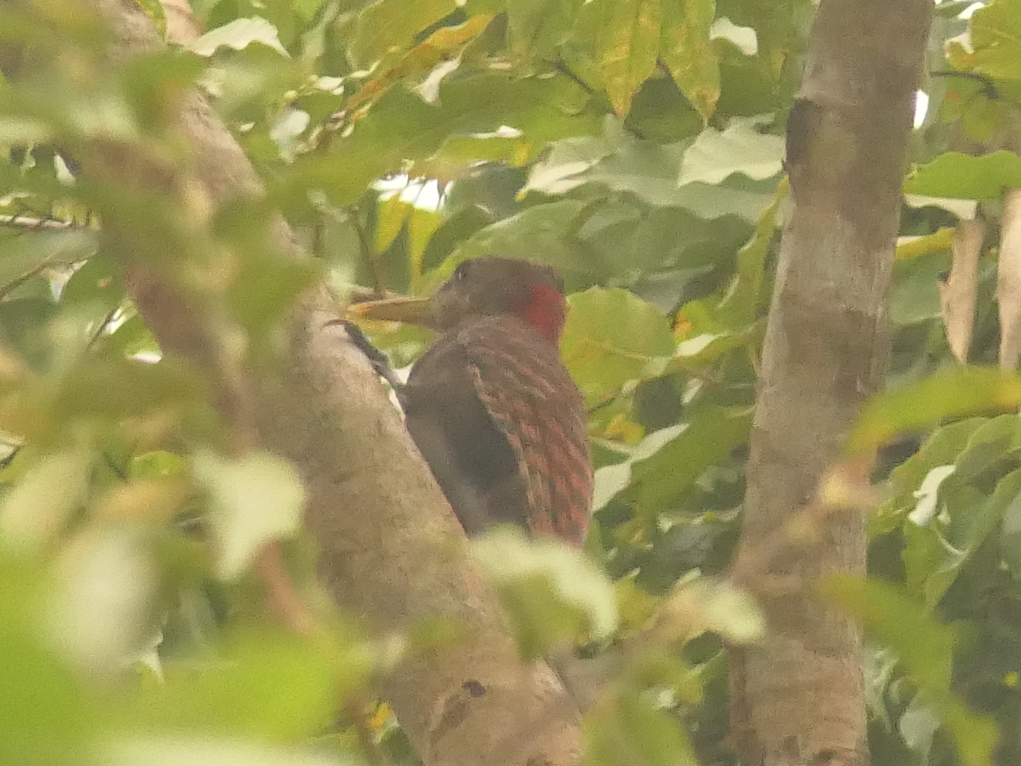 Bay Woodpecker (Blythipicus pyrrhotis), photo 6