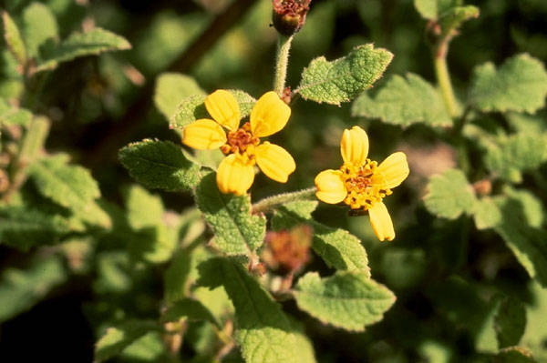 Lipochaeta venosa