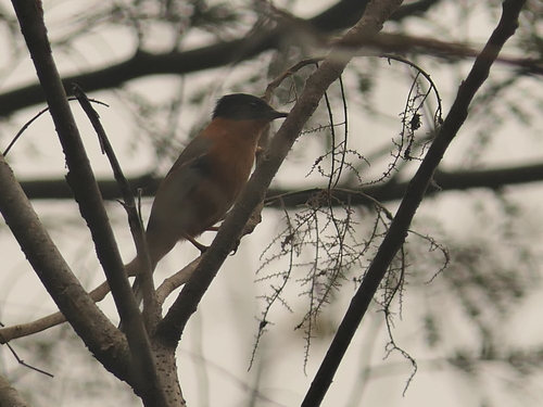 Rufous Sibia (Heterophasia capistrata), photo 7