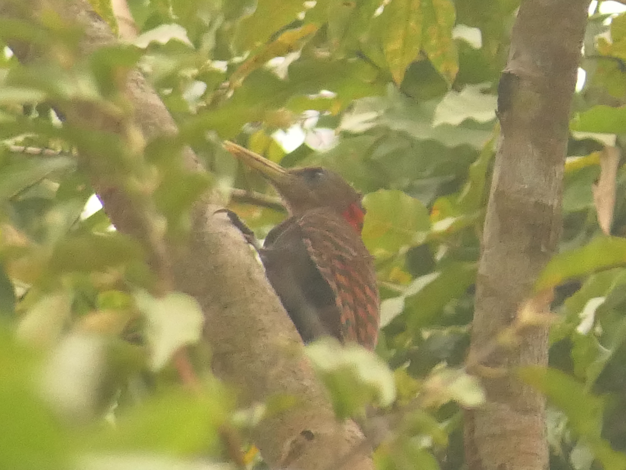 Bay Woodpecker (Blythipicus pyrrhotis), photo 5