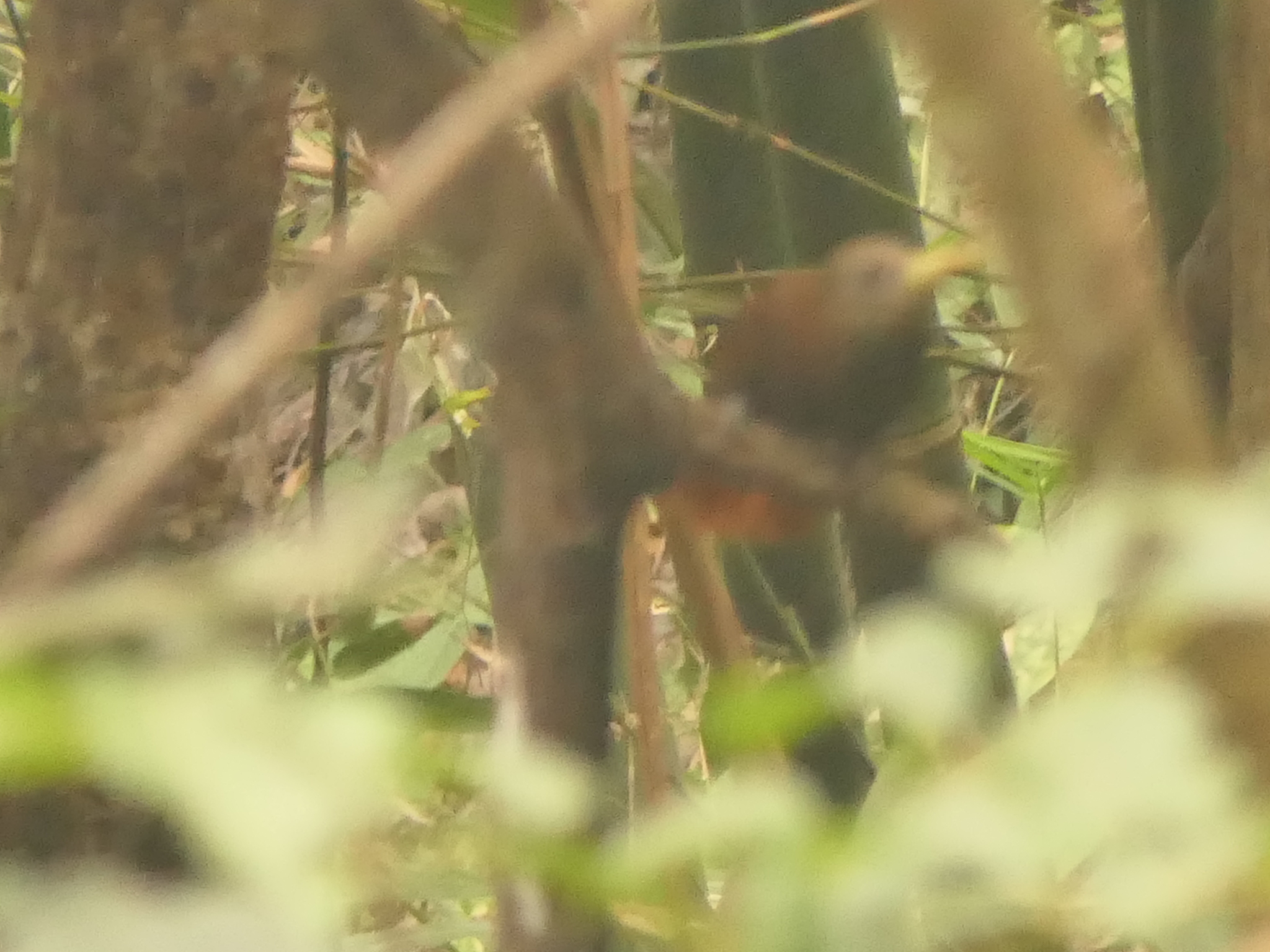 Bay Woodpecker (Blythipicus pyrrhotis), photo 4