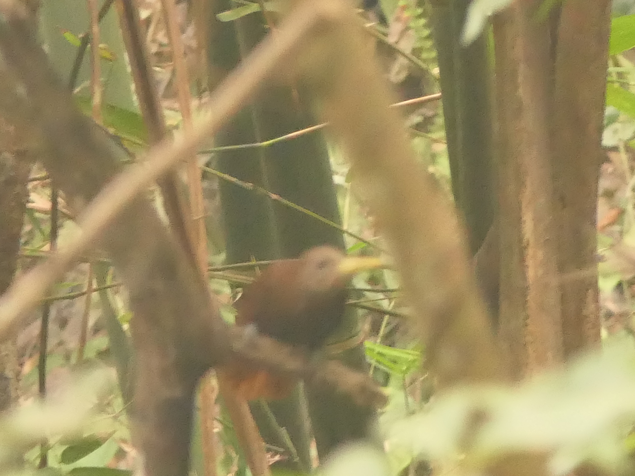 Bay Woodpecker (Blythipicus pyrrhotis), photo 3