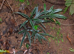Pteris venulosa