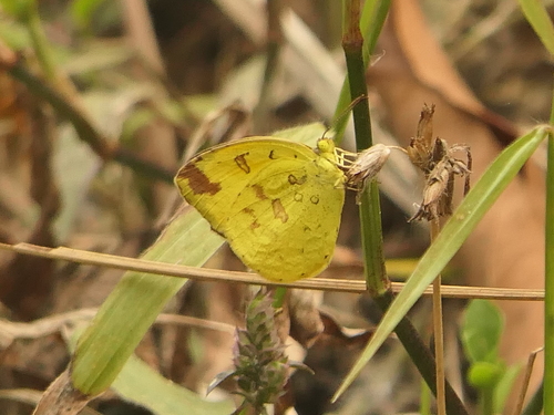 Common Grass Yellow photo 6