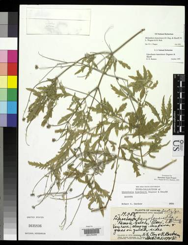 Maui nehe (Lipochaeta kamolensis)