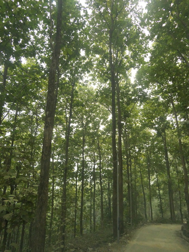 Image of Shorea robusta by (c) Sagnik Dutta Roy, some rights reserved (CC BY)