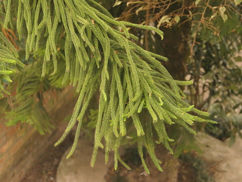 Araucaria columnaris