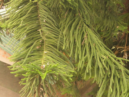 Araucaria columnaris