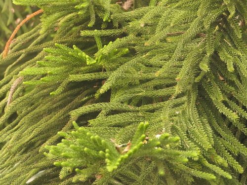 Araucaria columnaris