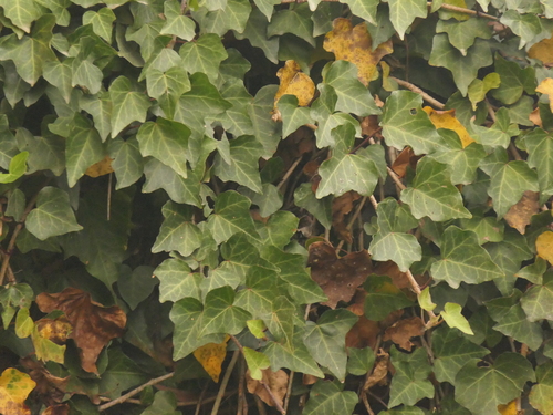 Hedera nepalensis, photograph 2