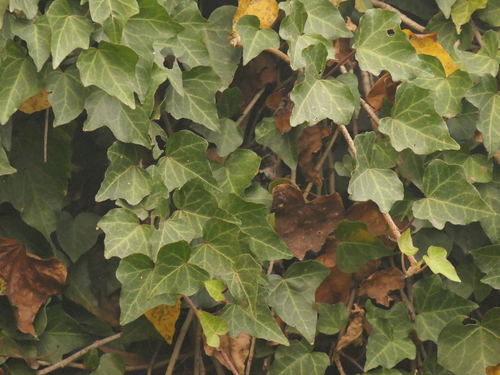 Hedera nepalensis (Hedera nepalensis)