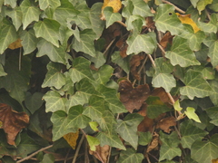 Nepalese Ivy (Hedera nepalensis)