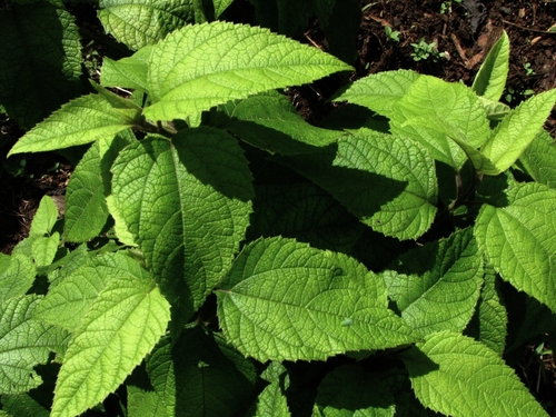 Lipochaeta fauriei