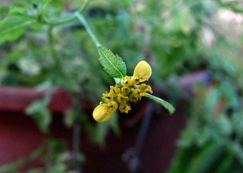 Kauai nehe (Lipochaeta micrantha var. micrantha)