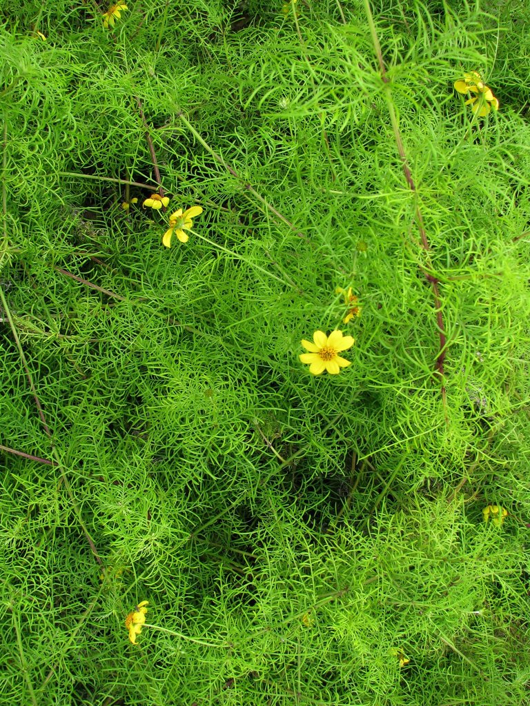Lipochaeta tenuifolia