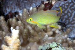Hucht's Fairy Basslet photo 3