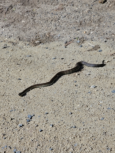 Tiger Snake sighting