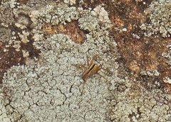 Pardosa distincta