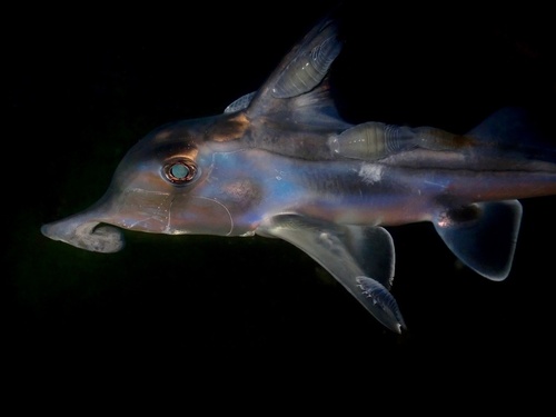 Elephant fish (Callorhinchus milii) — Callorhinchidae — 3