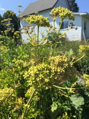 Levisticum officinale