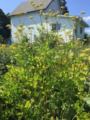 Levisticum officinale