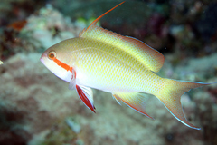Hucht's Fairy Basslet photo 4