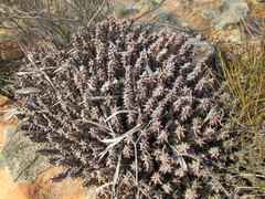 Quaqua mammillaris