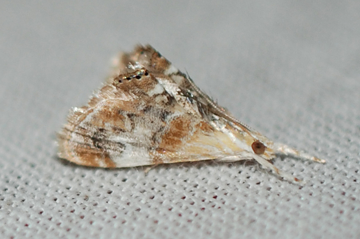 Julia's Dicymolomia Moth