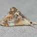 Julia's Dicymolomia Moth - Photo (c) Larry Clarfeld, some rights reserved (CC BY-NC), uploaded by Larry Clarfeld
