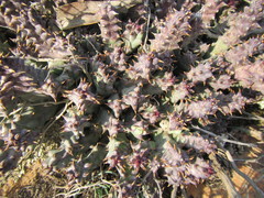 Quaqua mammillaris