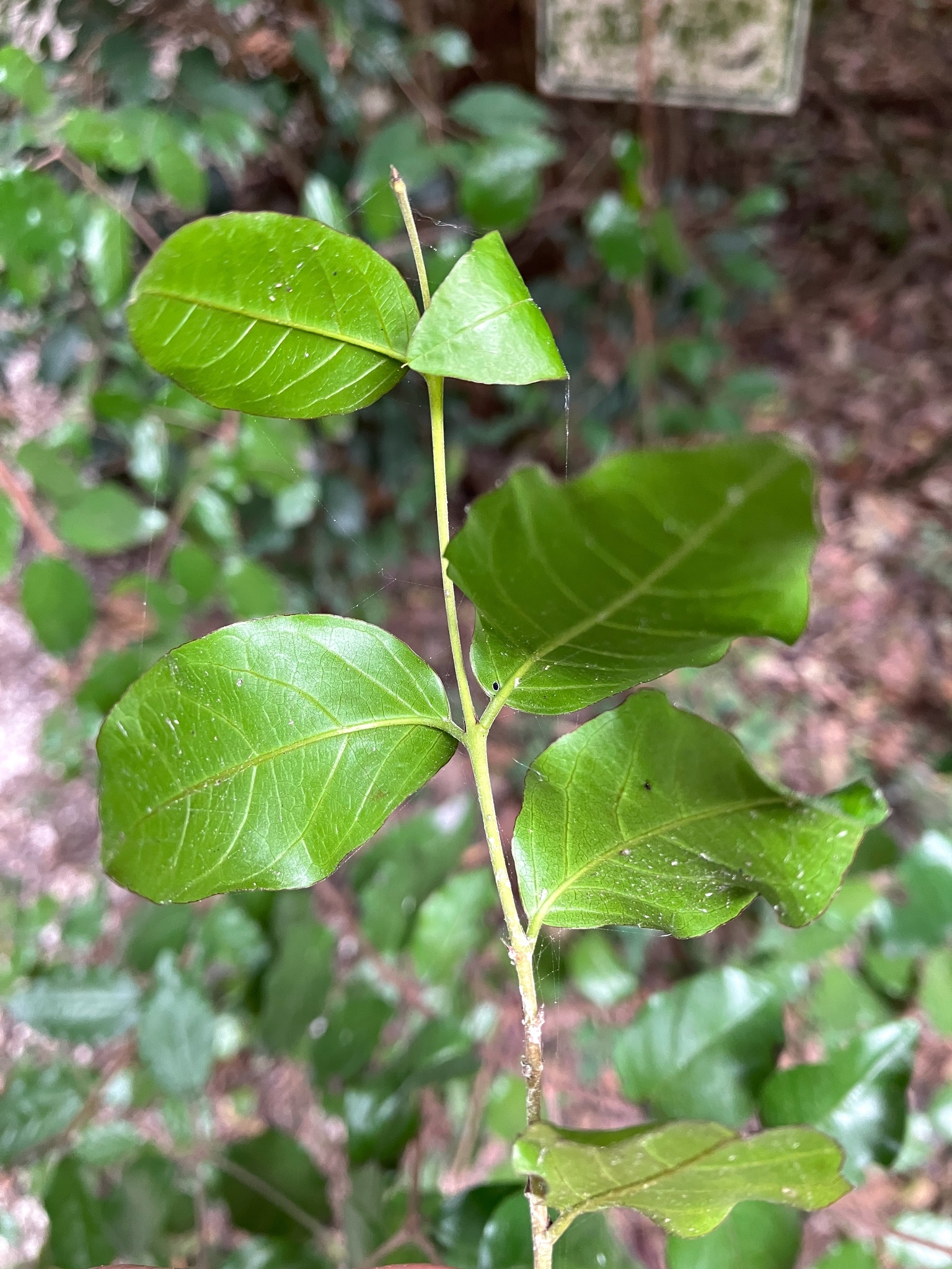 Imagem de Pau-ferro