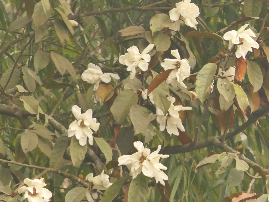Magnolia doltsopa; photograph (c) Sagnik Dutta Roy, some rights reserved (CC BY)