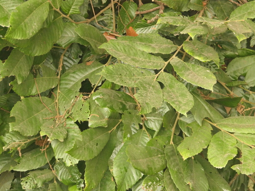 Image of Castanopsis indica by (c) Sagnik Dutta Roy, some rights reserved (CC BY)