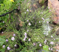 Jamesbrittenia aspalathoides