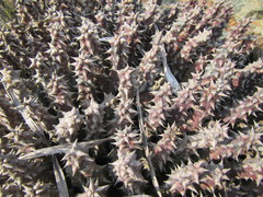 Quaqua mammillaris
