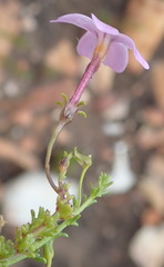 Jamesbrittenia aspalathoides
