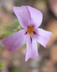 Jamesbrittenia aspalathoides