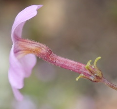 Jamesbrittenia aspalathoides