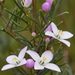 Lemon-scented Boronia - Photo (c) Bill Higham, some rights reserved (CC BY-NC-ND)
