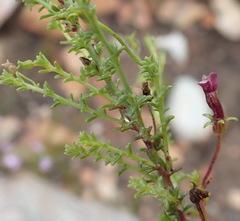 Jamesbrittenia aspalathoides