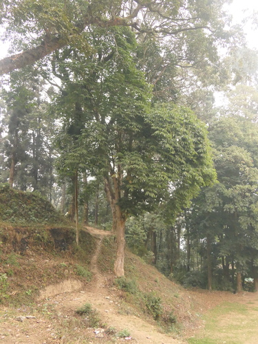 Image of Aesculus assamica by (c) Sagnik Dutta Roy, some rights reserved (CC BY)
