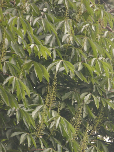 Image of Assam Buckeye (Aesculus assamica) by (c) Sagnik Dutta Roy, some rights reserved (CC BY)