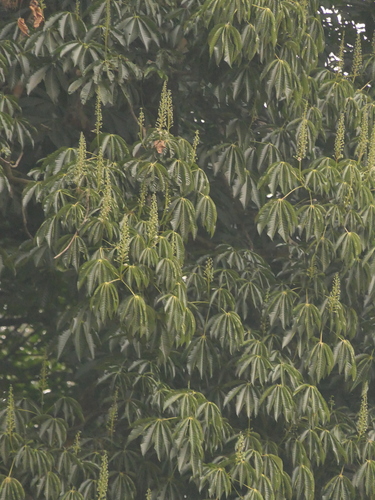 Image of Assam Buckeye (Aesculus assamica) by (c) Sagnik Dutta Roy, some rights reserved (CC BY)