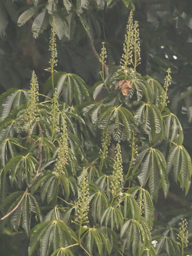 Image of Assam Buckeye (Aesculus assamica) by (c) Sagnik Dutta Roy, some rights reserved (CC BY)