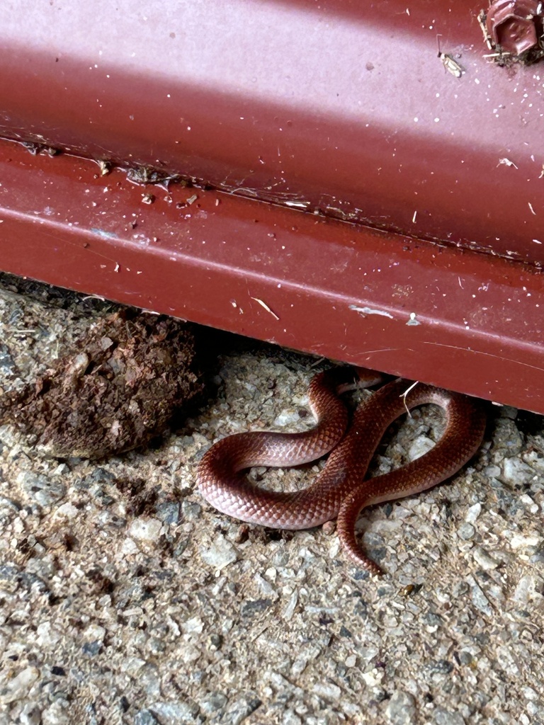 Arnhem Shovel-Nosed Snake