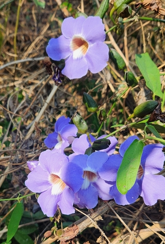 Image of Thunbergia laurifolia by (c) Chris Conard, some rights reserved (CC BY)