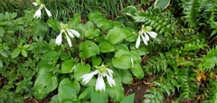 Hosta plantaginea