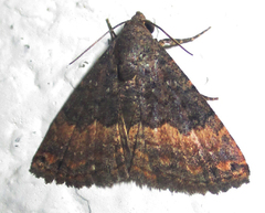 Eublemma nigrivitta