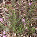 Tetratheca thymifolia - Photo (c) Doug Beckers,  זכויות יוצרים חלקיות (CC BY-SA)