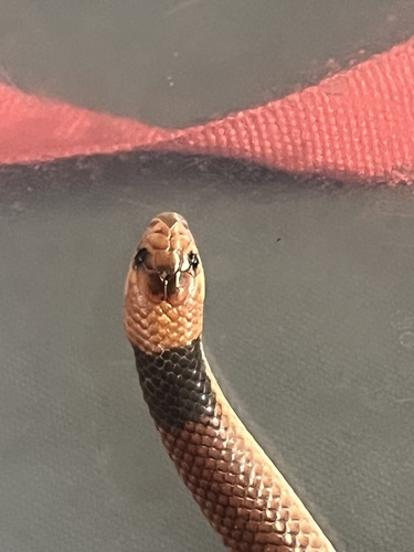 Arnhem Shovel-nosed Snake
